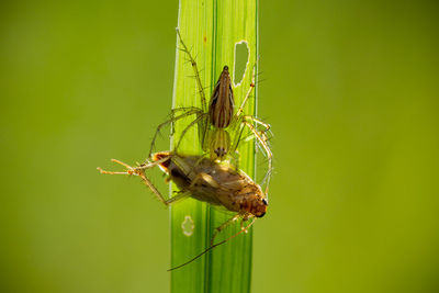 Close-up of insect on plant