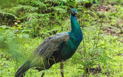Peacock in a field
