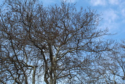 Low angle view of bare tree against sky