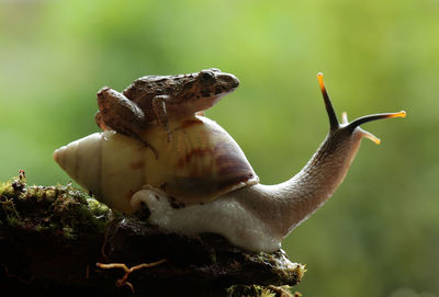 Close-up of frog on snail