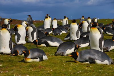  king penguins gathering 