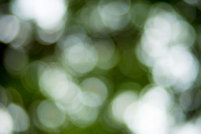 Defocused image of plants