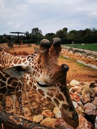 View of giraffe on field against sky