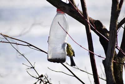 Low angle view of bird perching on branch against sky