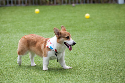 Dog with ball on grass