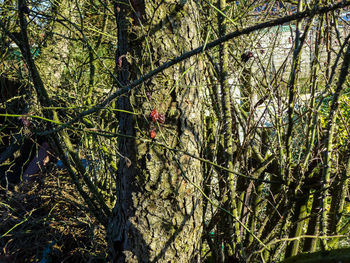 Plants growing on tree