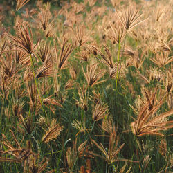 Close-up of stalks in field