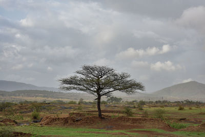 Bare tree on field against sky