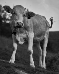 Portrait of cow standing on field