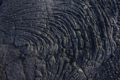 Full frame shot of lizard