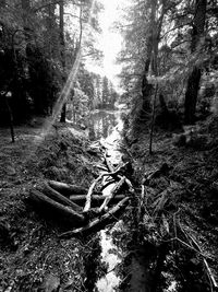 Trees growing in forest