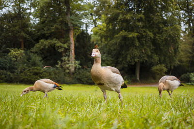 Ducks on grassy field