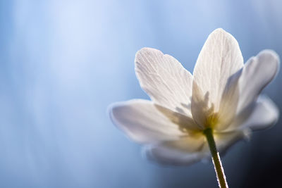 Close-up of white flowering plant