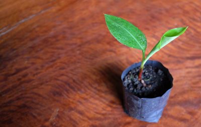 Copy space  fresh green galangal tree in a black plastic bag on a wooden table .