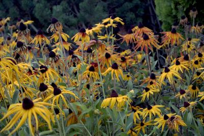 Close-up of yellow flowering plant