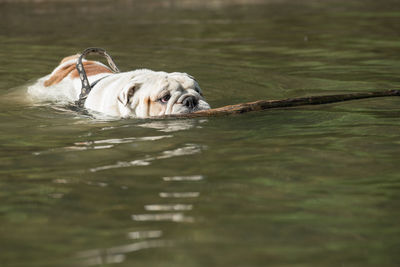 Dog in a lake