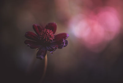 Close-up of pink flower