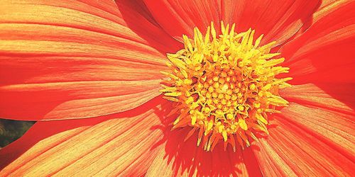 Full frame shot of orange flower