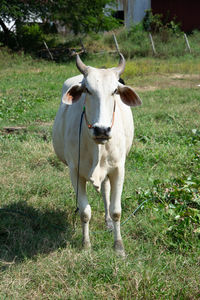 Portrait of cow on field