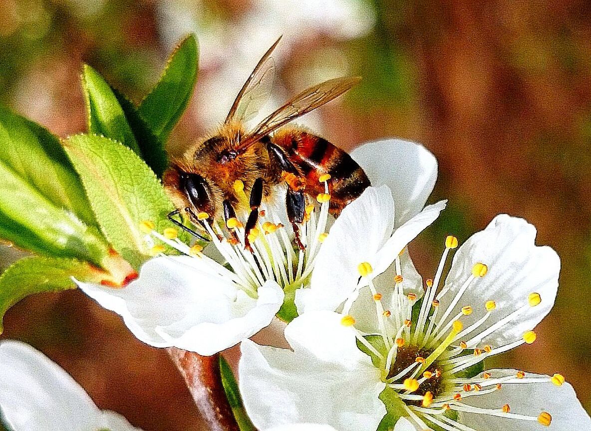 flower, insect, petal, fragility, one animal, close-up, freshness, animal themes, flower head, growth, animals in the wild, plant, focus on foreground, wildlife, beauty in nature, white color, nature, leaf, blooming, single flower