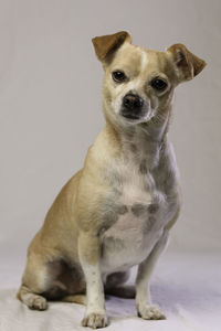 Portrait of dog sitting against gray background