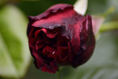 Close-up of pink rose