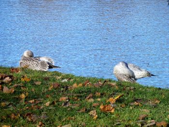 Birds in a lake