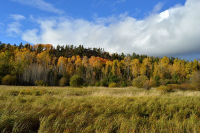 Trees on grassy landscape against blue sky