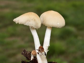 Close-up of mushrooms growing on land