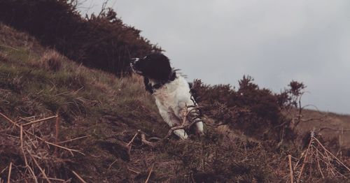 Dog on grass against sky