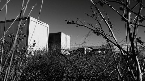 View of plants against the sky