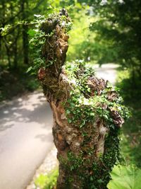 Close-up of moss growing on tree trunk