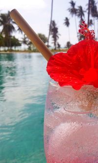 Close-up of red rose flower in swimming pool