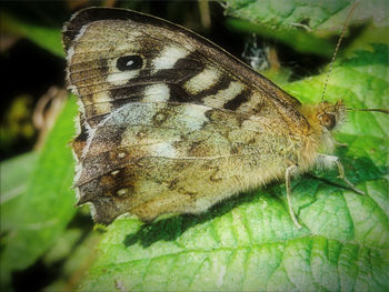 Close-up of butterfly perching on flower