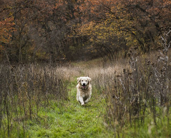 Portrait of a dog in the forest