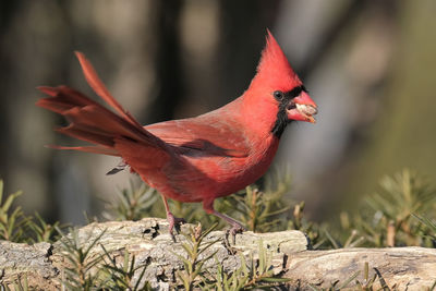 Close-up of a bird perching on plant