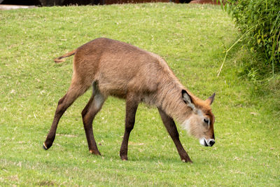Side view of a horse on field