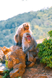 Monkeys sitting on rock in forest