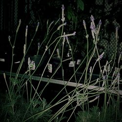 Close-up of plants growing on field