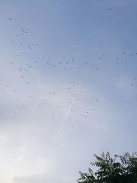 Low angle view of birds flying in sky