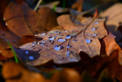 Close-up of raindrops on maple leaves