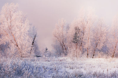 Scenic view of snow covered land