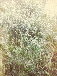 Full frame shot of fresh plants in field