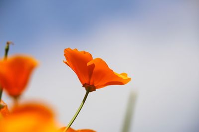 Close-up of orange flower against sky