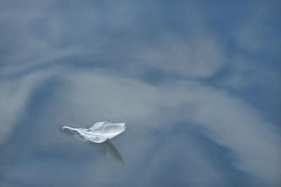 High angle view of white leaf on snow against sky