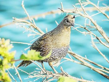 Low angle view of bird perching on branch