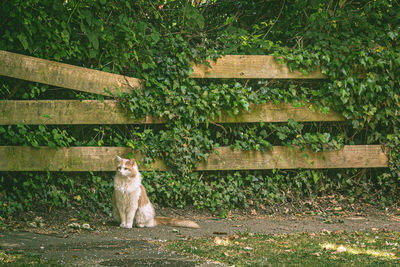 Cat sitting on wood