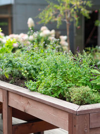 High raised wooden bed with various herbs in the city garden. eco gardening in urban setting