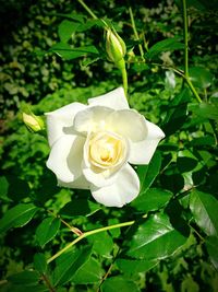 Close-up of rose blooming outdoors