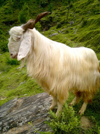 Side view of mountain goat on hill
